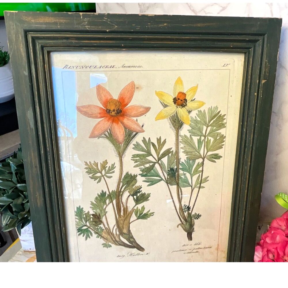 Antique botanical illustration Pulsatilla plant Pasque flower - Picture 4 of 7